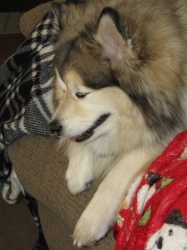 febpups20.jpg