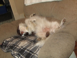 junepups01.jpg