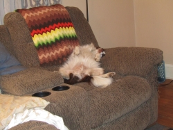 junepups02.jpg