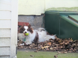 junepups06.jpg