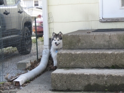 junepups07.jpg