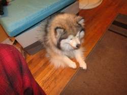 junepups09.jpg