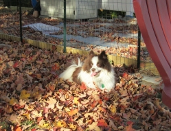leafboys04.jpg