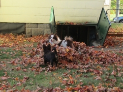 leafboys08.jpg