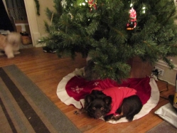 puppies1.jpg