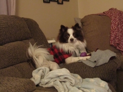 puppies2.jpg