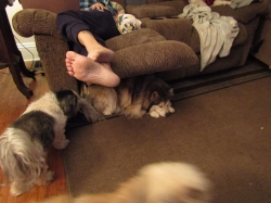 puppies3.jpg
