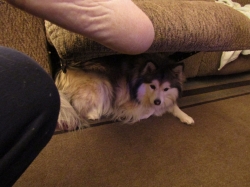 puppies4.jpg
