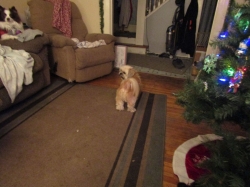 puppies6.jpg