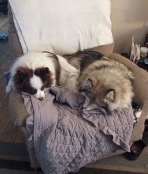 pupsmarch02.jpg
