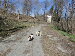 pupsmarch03.jpg