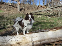 pupsmarch05.jpg