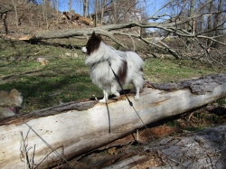 pupsmarch06.jpg