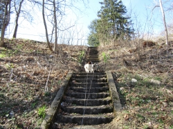 pupsmarch09.jpg
