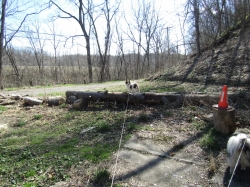 pupsmarch10.jpg