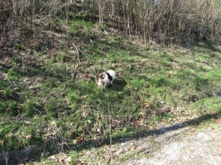 pupsmarch12.jpg