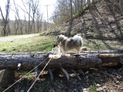 pupsmarch14.jpg