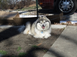 pupsmarch16.jpg