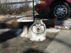 pupsmarch17.jpg