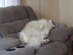 sleepypups01.jpg
