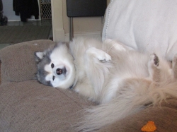 sleepypups02.jpg