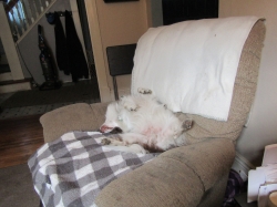 sleepypups05.jpg