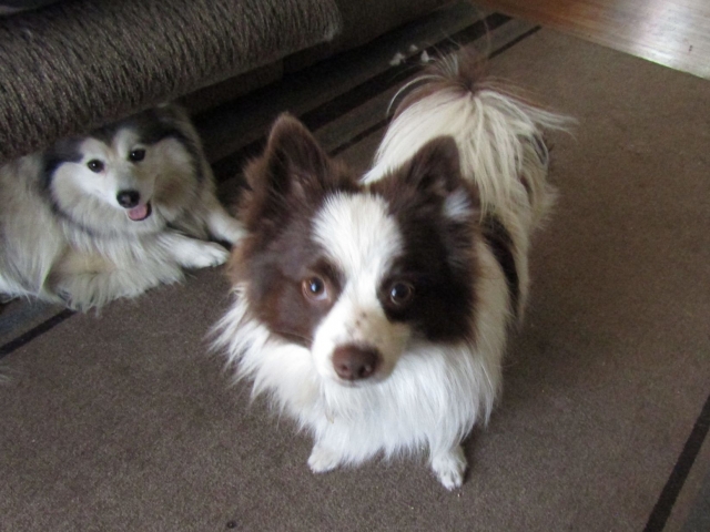 dogsmem01.jpg