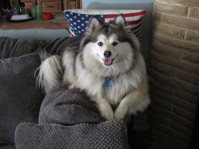 dogsmem02.jpg