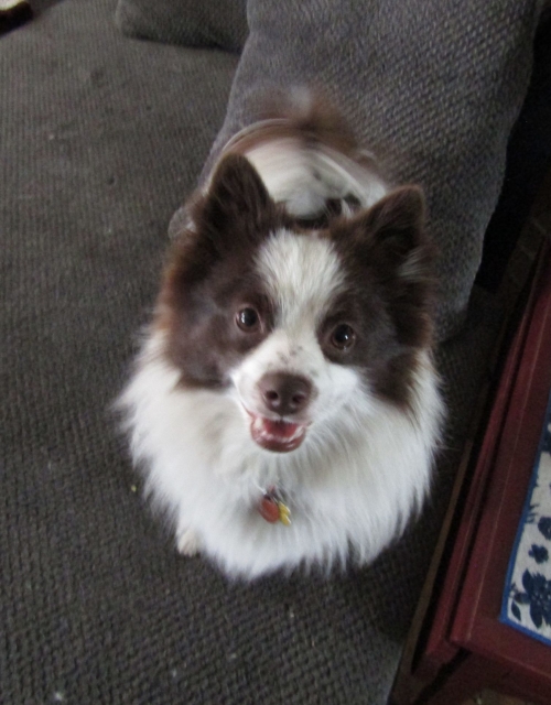dogsmem03.jpg