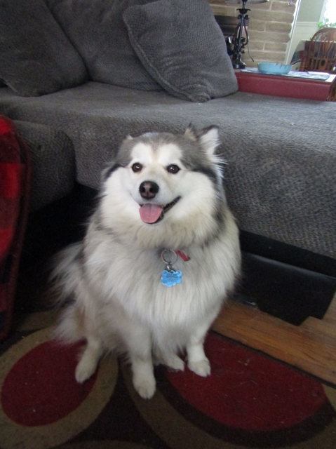dogsmem08.jpg