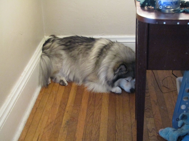 dogsmem11.jpg