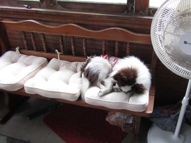 lazyjan02.jpg