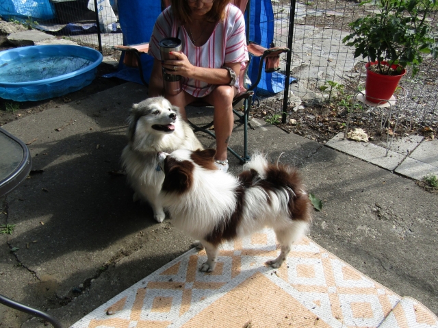 openingdaypups2.jpg