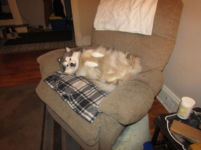 pups01.jpg