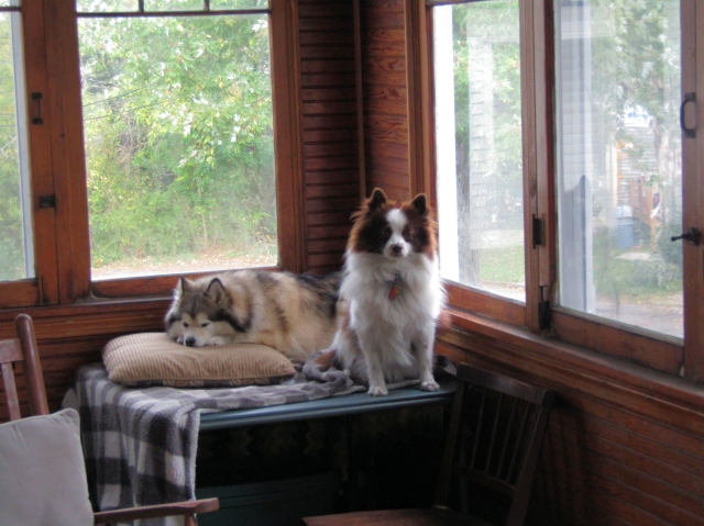 pups02.jpg