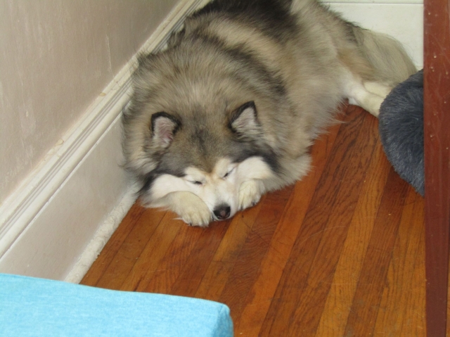 pups04.jpg