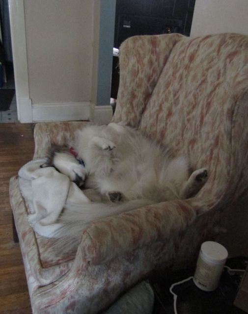 pups07.jpg