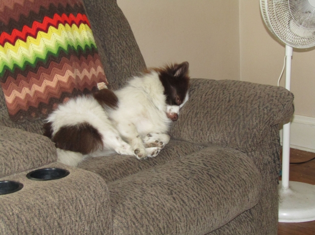 pups08.jpg