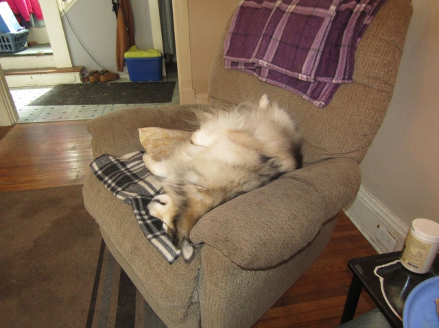 pups09.jpg