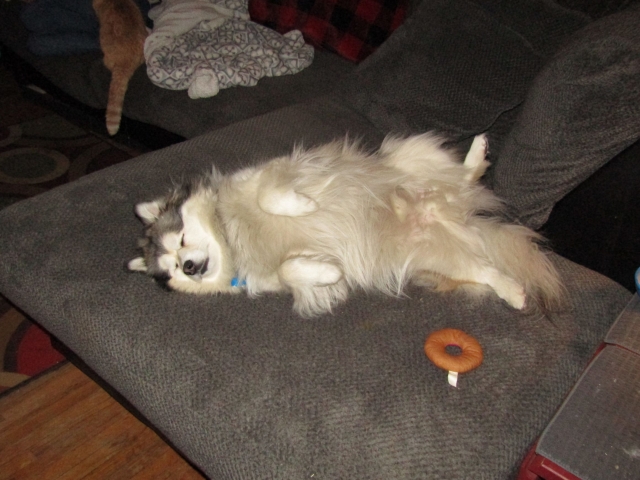pupsmarch2.jpg