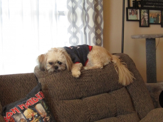 tobby01.jpg