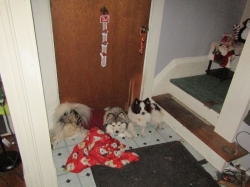 coldpups.jpg