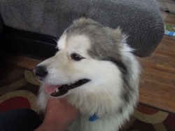 dogsmem04.jpg