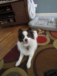 dogsmem05.jpg