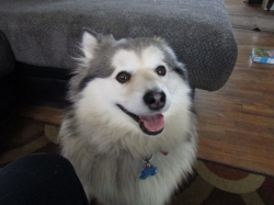 dogsmem06.jpg