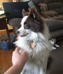 dogsmem07.jpg