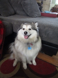 dogsmem08.jpg