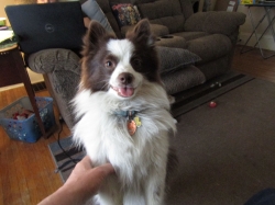 dogsmem09.jpg