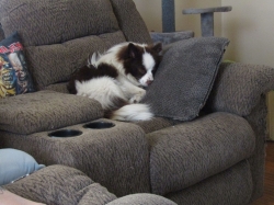 dogsmem12.jpg