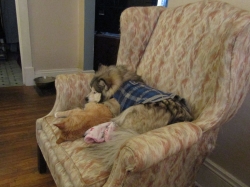 lazyjan01.jpg